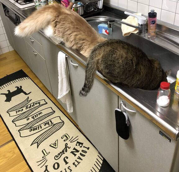 私 必ずもらえるキャンペーンの品物が届きません メーカー 先月に配達完了してますよ 宅配会社 受け取りのサイン貰ってます 私 パクられた 思わぬところに犯人が にゃんこ速報 修羅場 キチママ 生活まとめ