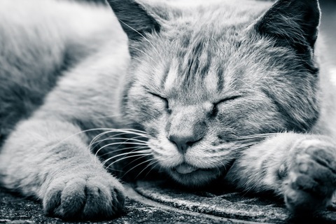 KAZU20140601-P6010023_TP_V