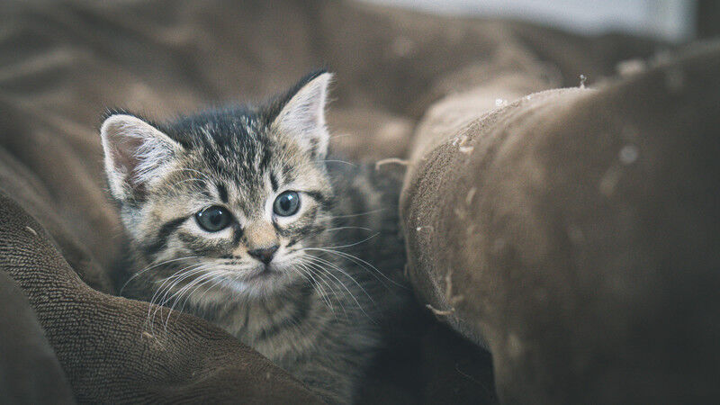 忙しい忙しいと言って俺に家事をさせる専業嫁 俺 離婚したい けど慰謝料生活費をやりたくない そうだ 俺は別れさせ屋へ 別れさせ屋 一番成功しやすいプランは にゃんこ速報 修羅場 キチママ 生活まとめ