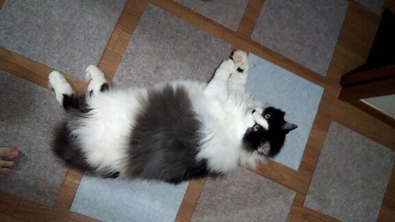 興信所 にゃんこ速報 修羅場 キチママ 生活まとめ