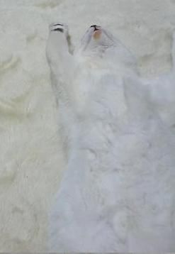 851