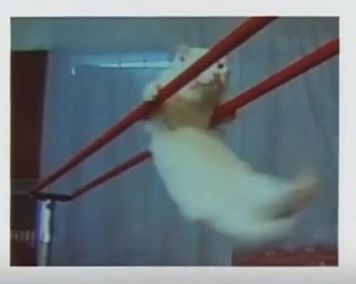 友人 外せない用事があるから子供預かって 私 無理 友人 どうしても駄目ならコインロッカーに置いてでも 私 そこまでするような用事って 友人 呆れた にゃんこ速報 修羅場 キチママ 生活まとめ