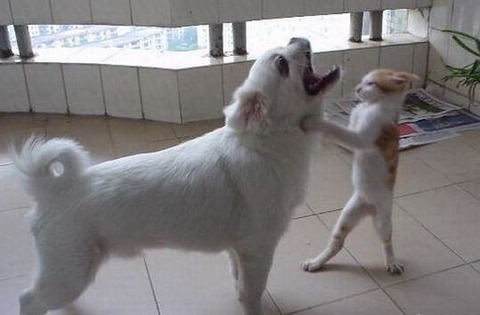 786