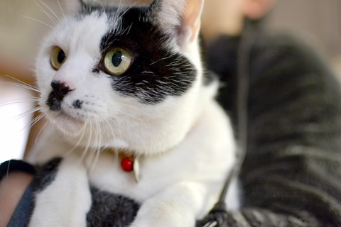 D845_mochihakobineko_TP_V