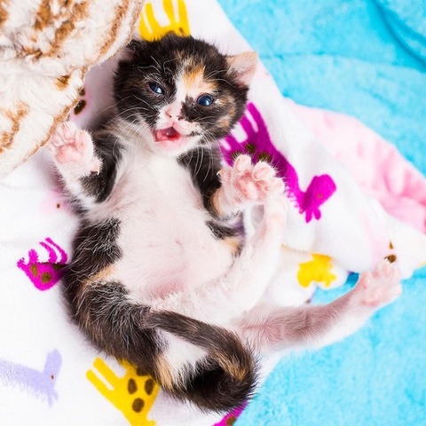 にゃんこ速報 修羅場 キチママ 生活まとめ