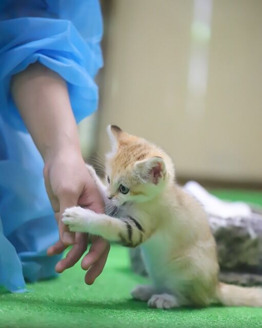 手術 にゃんこ速報 修羅場 キチママ 生活まとめ