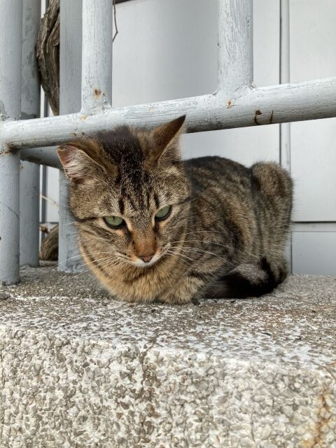 コトメの離婚が決まった コトメ 養育費欲しいから親権もらうの ウトメ 子育ては嫁子がすればいい 夫 嫁子良かった な 子供を産まずに子育て出来るぞ 私も離婚を決め にゃんこ速報 修羅場 キチママ 生活まとめ