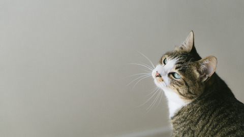 tomneko12151293_TP_V