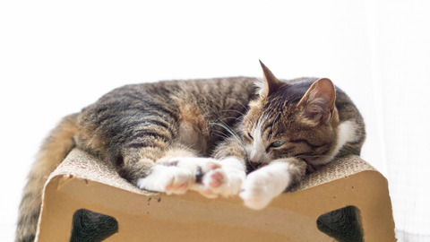 tomneko1215A1325_TP_V