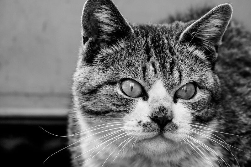 🐈非常識🐈 にゃんこ速報～修羅場・キチママ・生活まとめ～