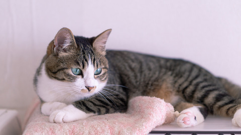 tomneko12151294_TP_V