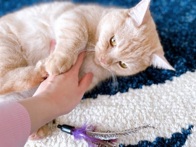 手術 にゃんこ速報 修羅場 キチママ 生活まとめ