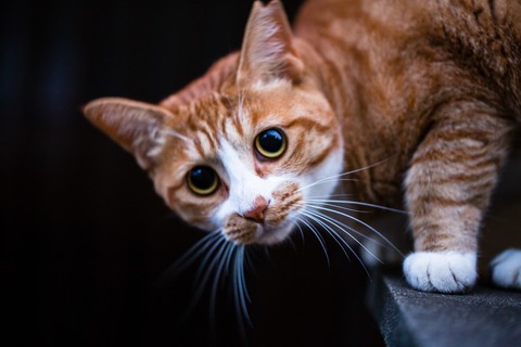 PAK752_fuansounimitumeru15041922_TP_V