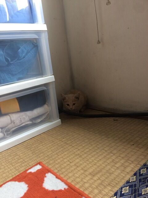 交通事故 にゃんこ速報 修羅場 キチママ 生活まとめ 交通事故 にゃんこ速報 修羅場 キチママ 生活まとめ