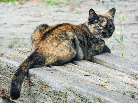 MITETTE001_TP_V