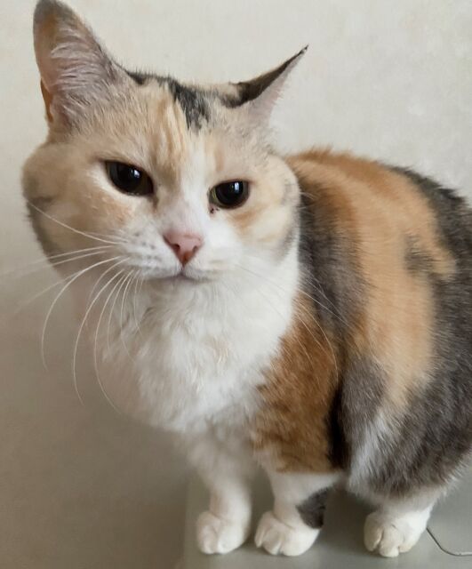 23歳の俺 金持ちのおばさんと金目当てで結婚 新婚1ヶ月で離婚を切り出した 俺 というわけでお前の独身時代の貯金半分ちょうだい 嫁 は あげないよ これ法律違反だよな にゃんこ速報 修羅場 キチママ 生活まとめ