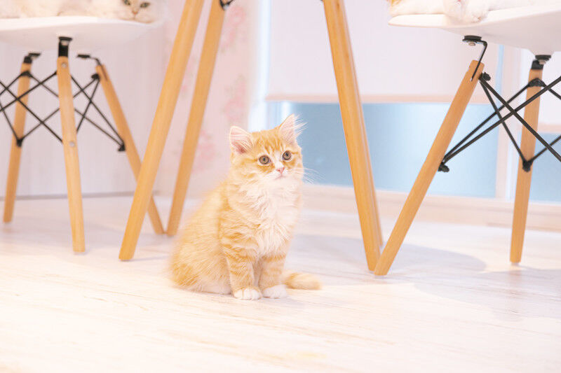 申し訳ない 女の子が生まれたので 旦那と私の名前から一文字ずつ取って 優菜 ゆな と名付けた 娘が３歳くらいの時 ふと ゆな で検索してその意味を知って衝撃 にゃんこ速報 修羅場 キチママ 生活まとめ