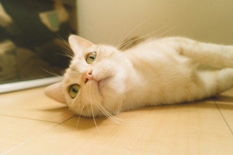 メール便送料無料対応可 ジャグジー As 1000 犬用品 ペット用品 生き物 アクアジェット 浴槽 バスタブ 風呂 ジェットバス 屋外 6名様用 ジャグジー家庭用 屋外用ジャグジー ジャグジーバス As 1000 Enjoygarden メール便送料無料対応可 ジャグジー As 1000 犬用品 ペット用品 生き物 アクアジェット 浴槽 バスタブ 風呂 ジェットバス 屋外 6名様用 ジャグジー家庭用 屋外用ジャグジー ジャグジーバス As 1000 Enjoygarden