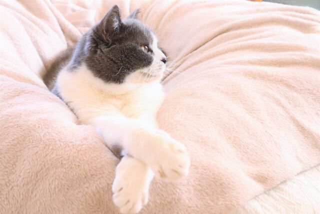 改名 にゃんこ速報 修羅場 キチママ 生活まとめ