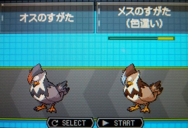 にゃん太のポケモン日記 色違いムクバード ムクホーク