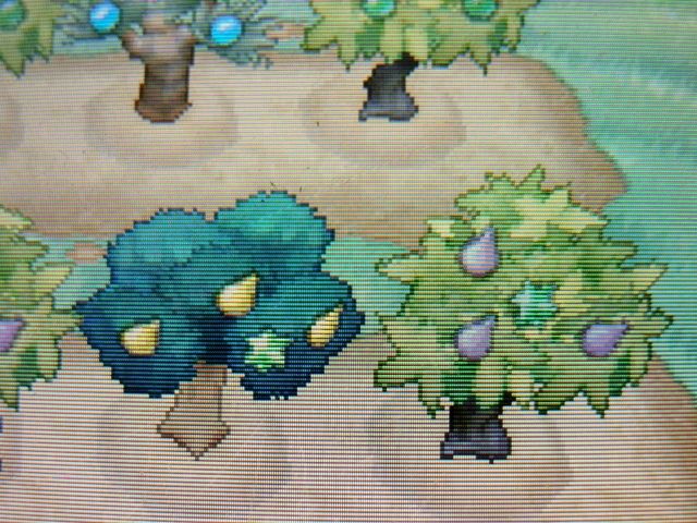 にゃん太のポケモン日記 にゃん太のｘｙプレイ日記 きのみ畑 突然変異