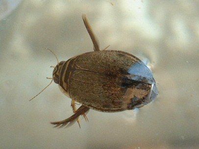 ０１４ 夜叉ヶ池にのみで分布が確認されている ヤシャゲンゴロウ は １９８５年に独立種とされたが それまでは ある種の亜種とされていた その種は何 ニャンと ニャごや検定 猫と名古屋についての知識検定