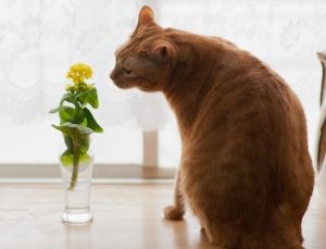 ペット大好き 猫 まとめ