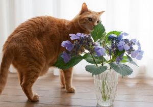 ペット大好き 猫 まとめ