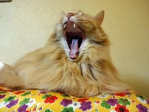 ペット大好き 猫 まとめ