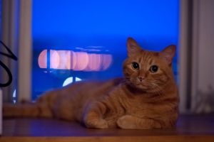 ペット大好き 猫 まとめ