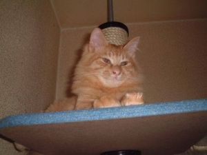 ペット大好き 猫 まとめ