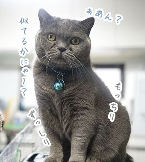 おにゃだま14