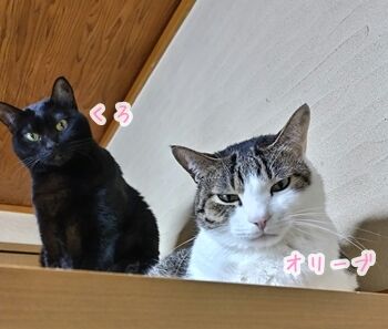 猫ヒゲ納め123009