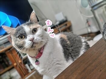船小屋higutiken16