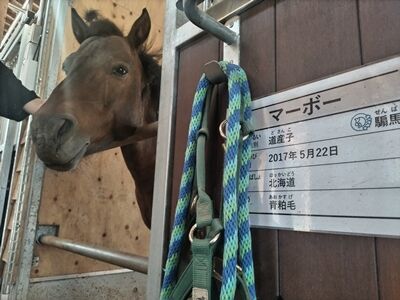 GALLOP.28