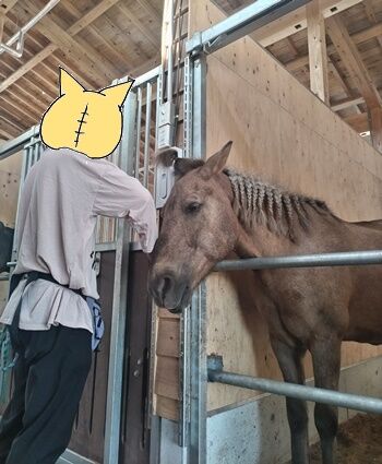 GALLOP.26