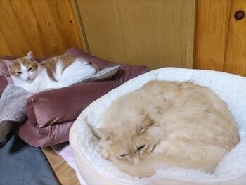 猫ヒゲ納め123008