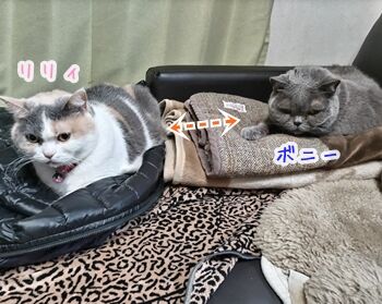 猫ヒゲ納め123012