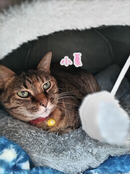 猫ヒゲ納め123011
