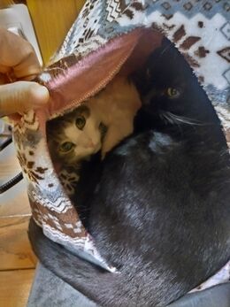 猫ヒゲ納め123010