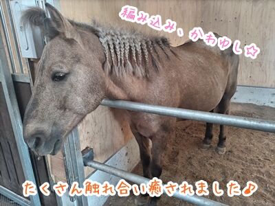 GALLOP.29