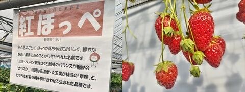 苺狩り202535