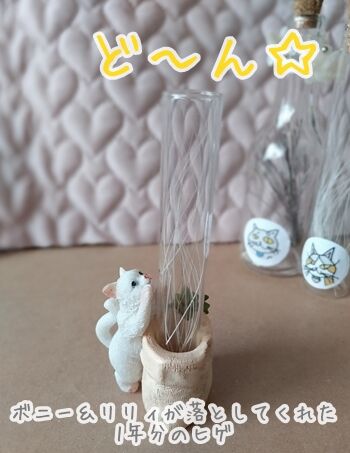 猫ヒゲ納め123001
