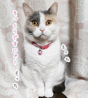 おにゃだま15