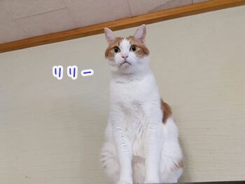 猫ヒゲ納め123006
