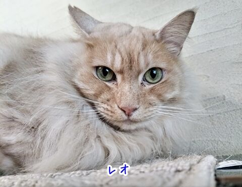 040804