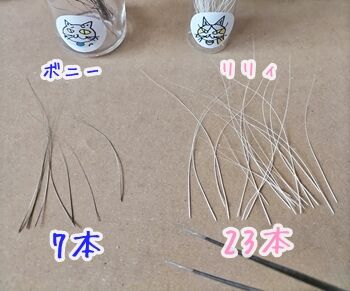 猫ヒゲ納め123013