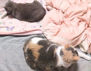 DSC_9639 (1)