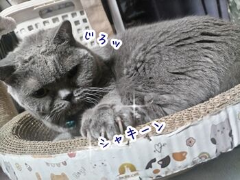 船小屋higutiken01