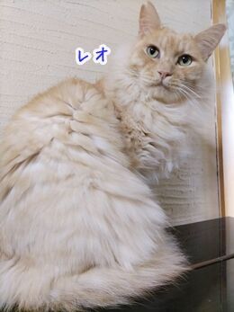 猫ヒゲ納め123007
